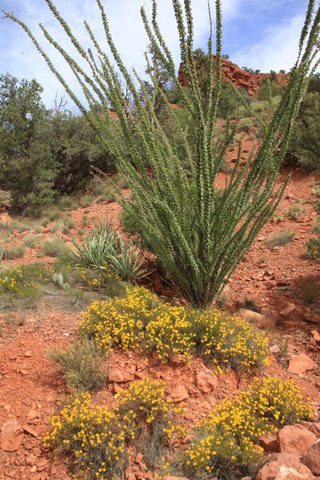 Sedona Seven Arches Live